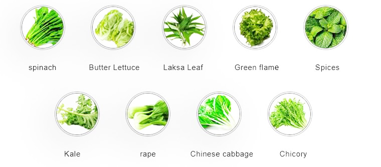 vegetable vegetable