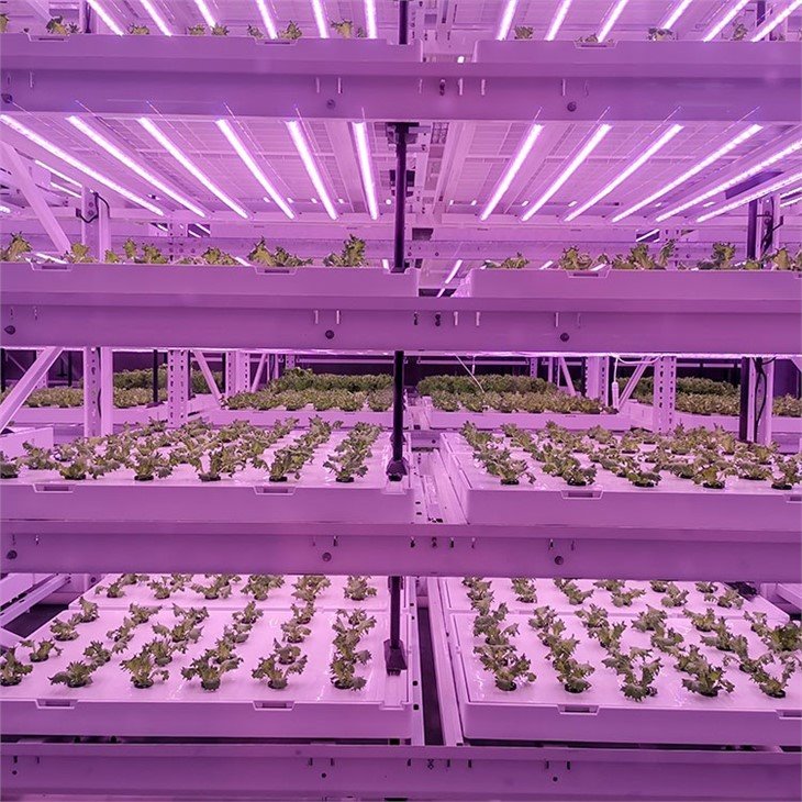 Hydroponics planting bracket