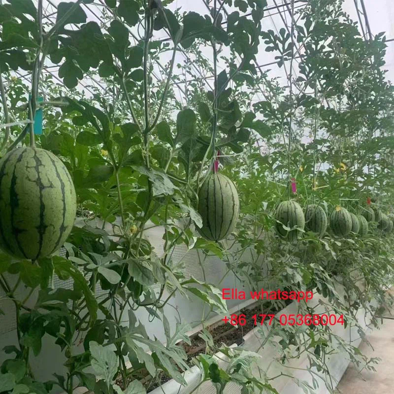 fruit greenhouse fruit greenhouse